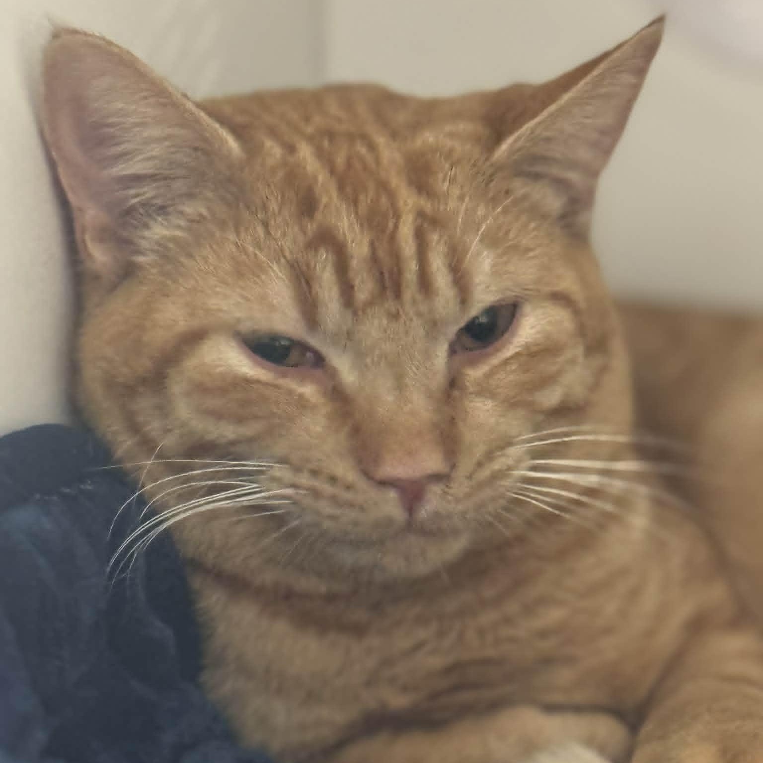 Billy, a ADOPTABLE American Shorthair in Danbury, CT image 2/2