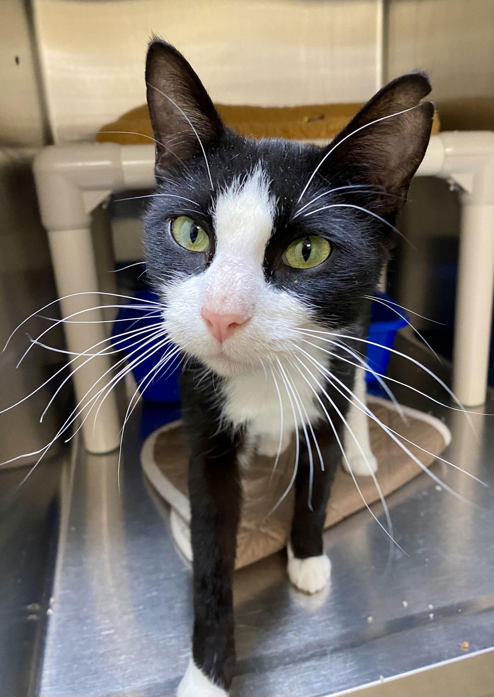 Madigan, Adoptable, Adult Female Domestic Short Hair & Tuxedo.