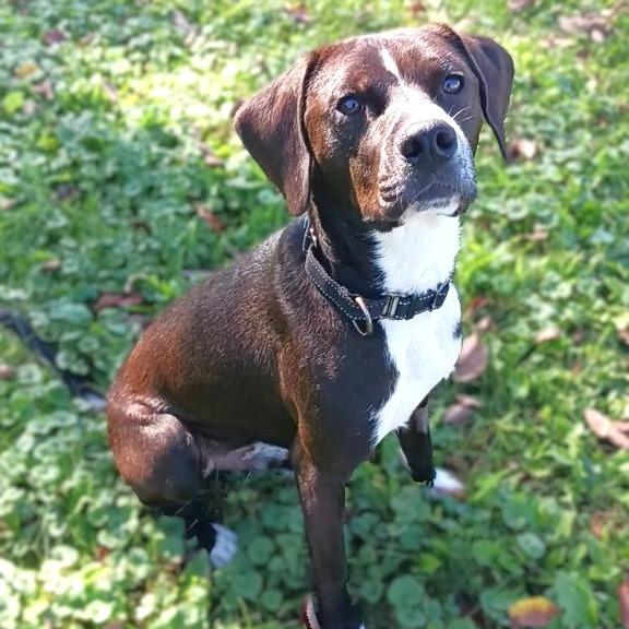 Leon, Adoptable, Young Male Mixed Breed.