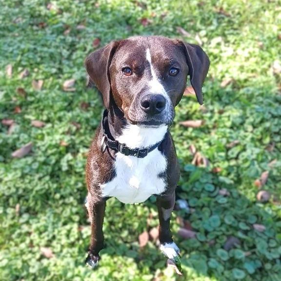 Enlarge Leon, a Adoptable Mixed Breed image 2/2