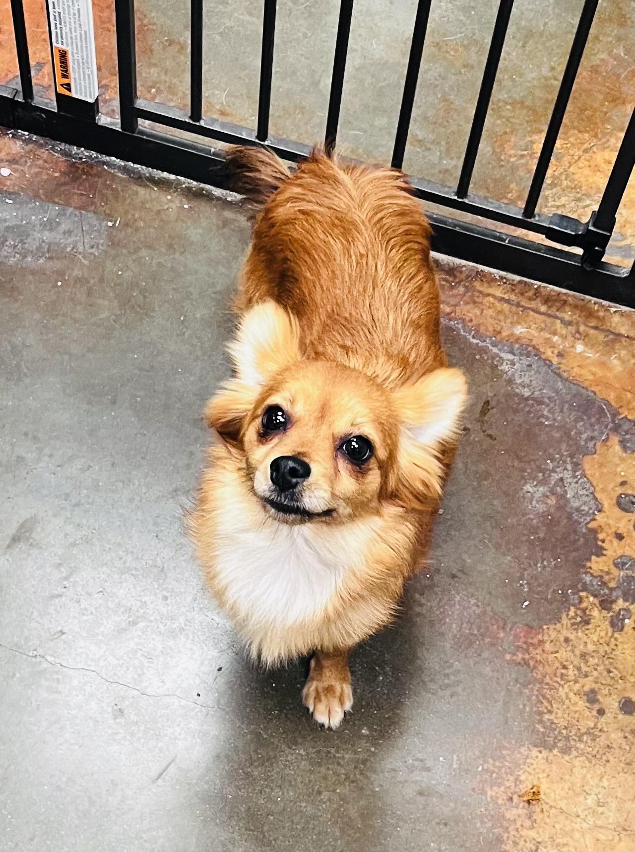 Hottie , adopted, Adult Female Pomeranian & Chihuahua.