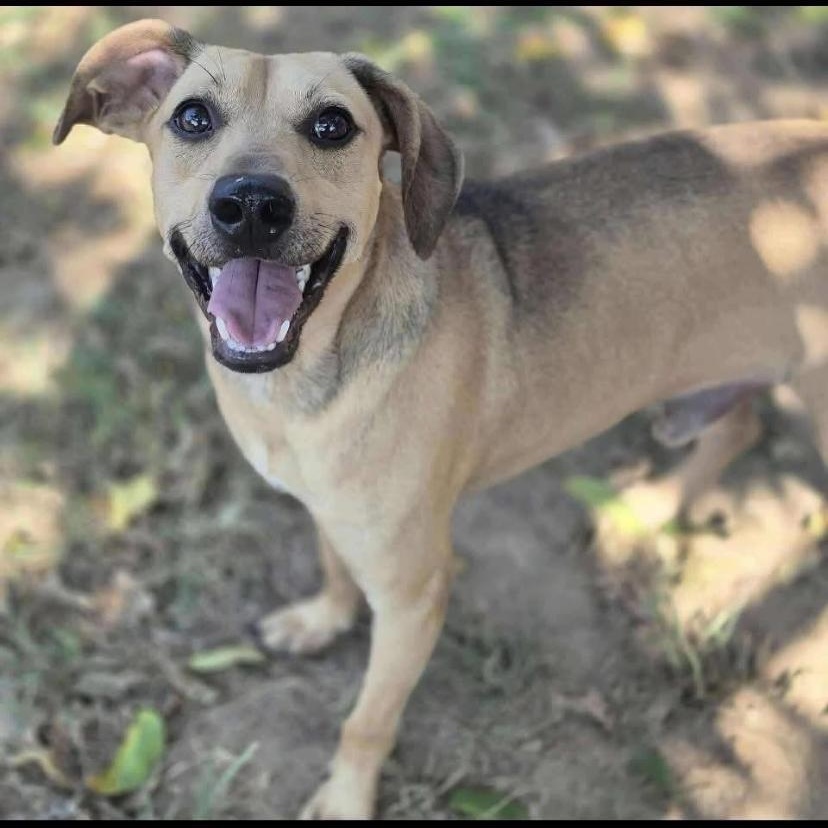 Mushie, a ADOPTABLE mixed breed in Philadelphia, PA image 1/6