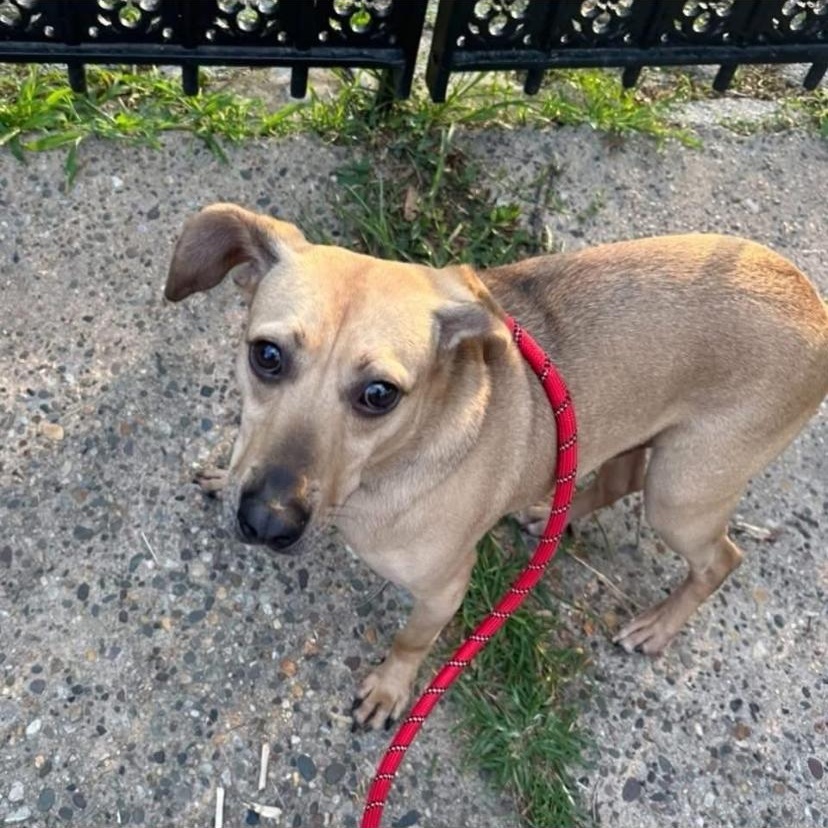 Mushie, a ADOPTABLE mixed breed in Philadelphia, PA image 5/6