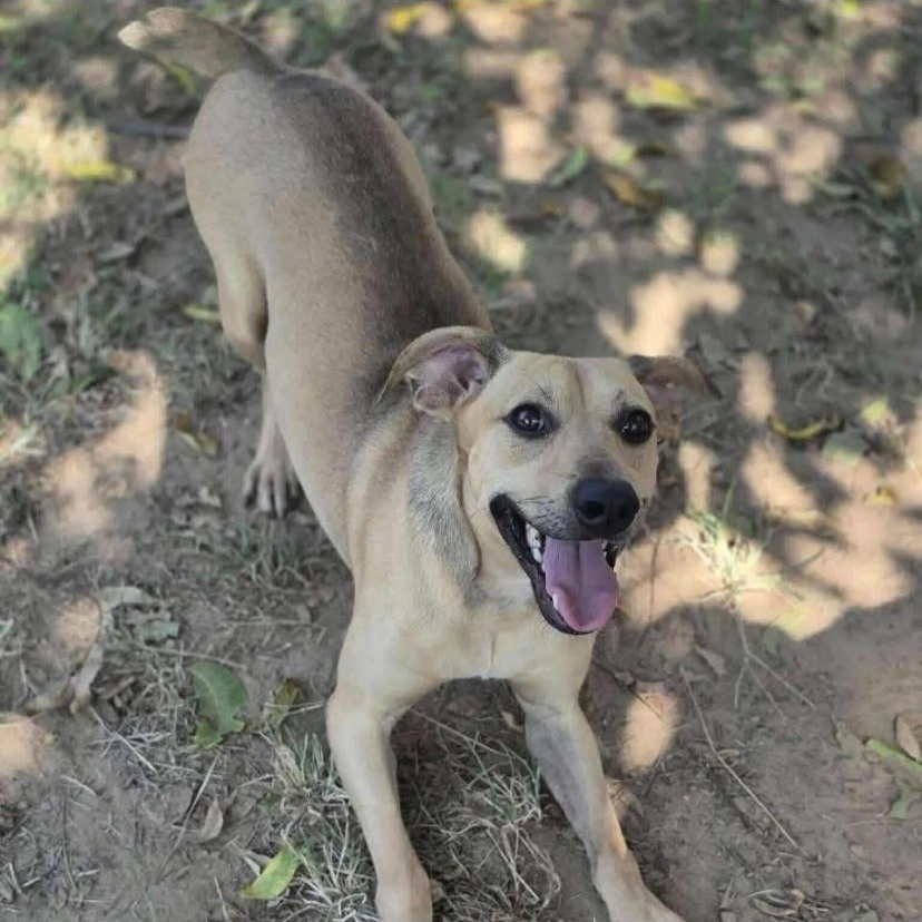 Mushie, a ADOPTABLE mixed breed in Philadelphia, PA image 6/6