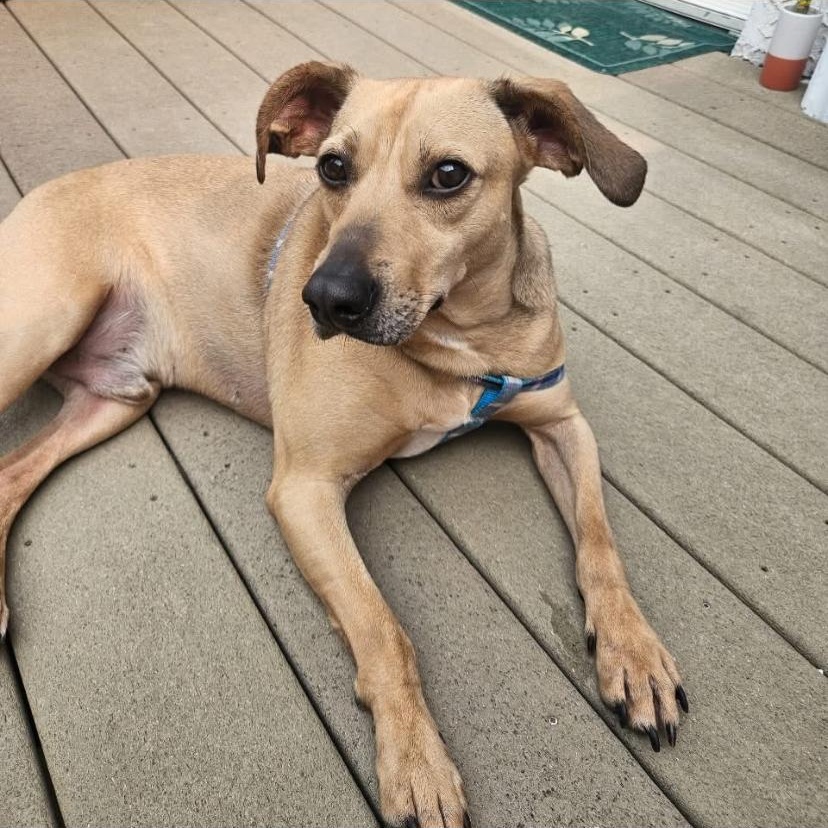 Mushie, a ADOPTABLE mixed breed in Philadelphia, PA image 4/6