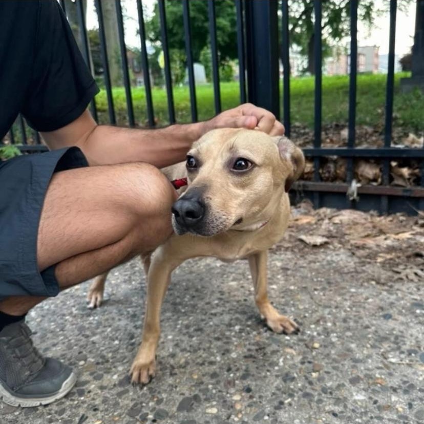 Mushie, a ADOPTABLE mixed breed in Philadelphia, PA image 3/6