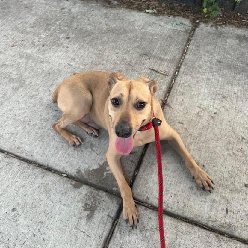 Mushie, a ADOPTABLE mixed breed in Philadelphia, PA image 2/6