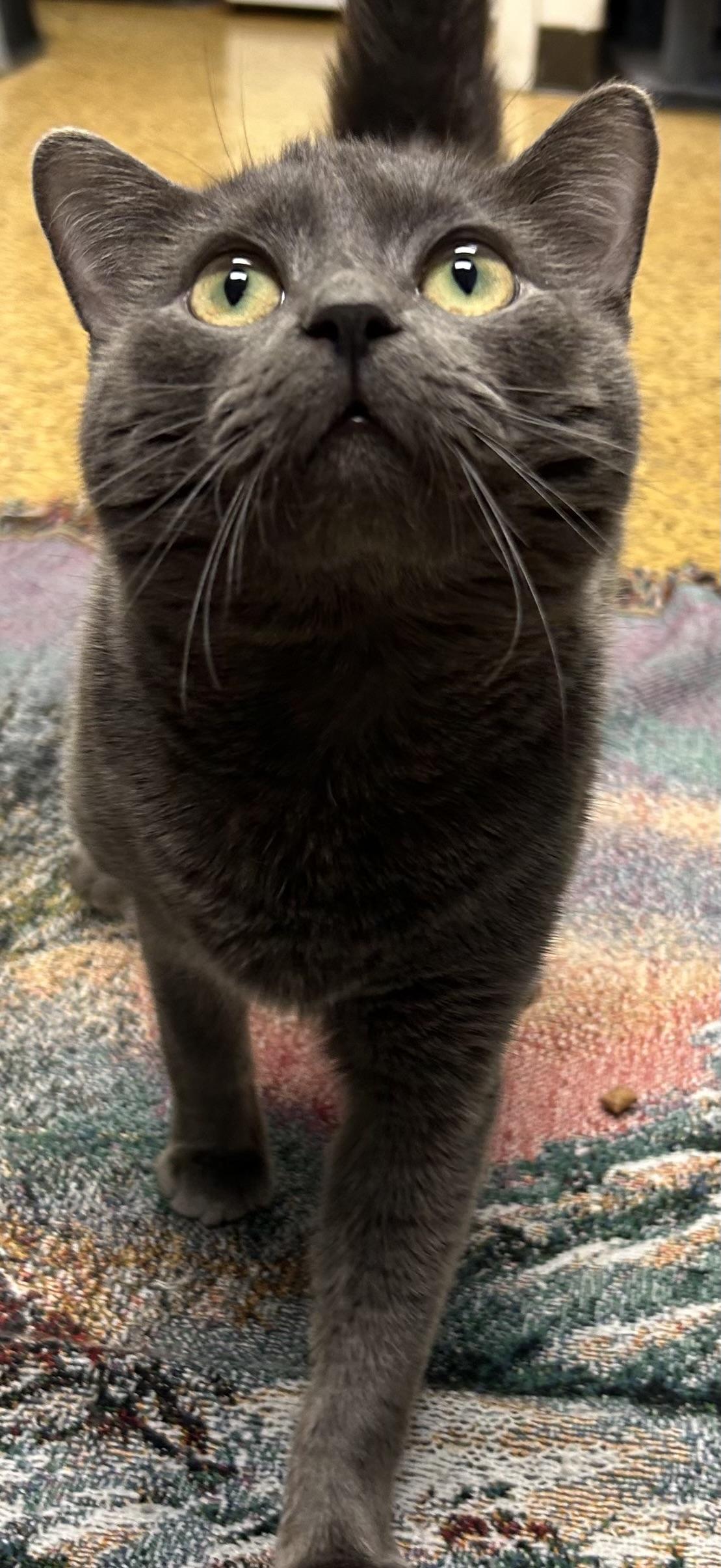 Todd, a Adoptable Domestic Short Hair in Toledo, OH image 2/3