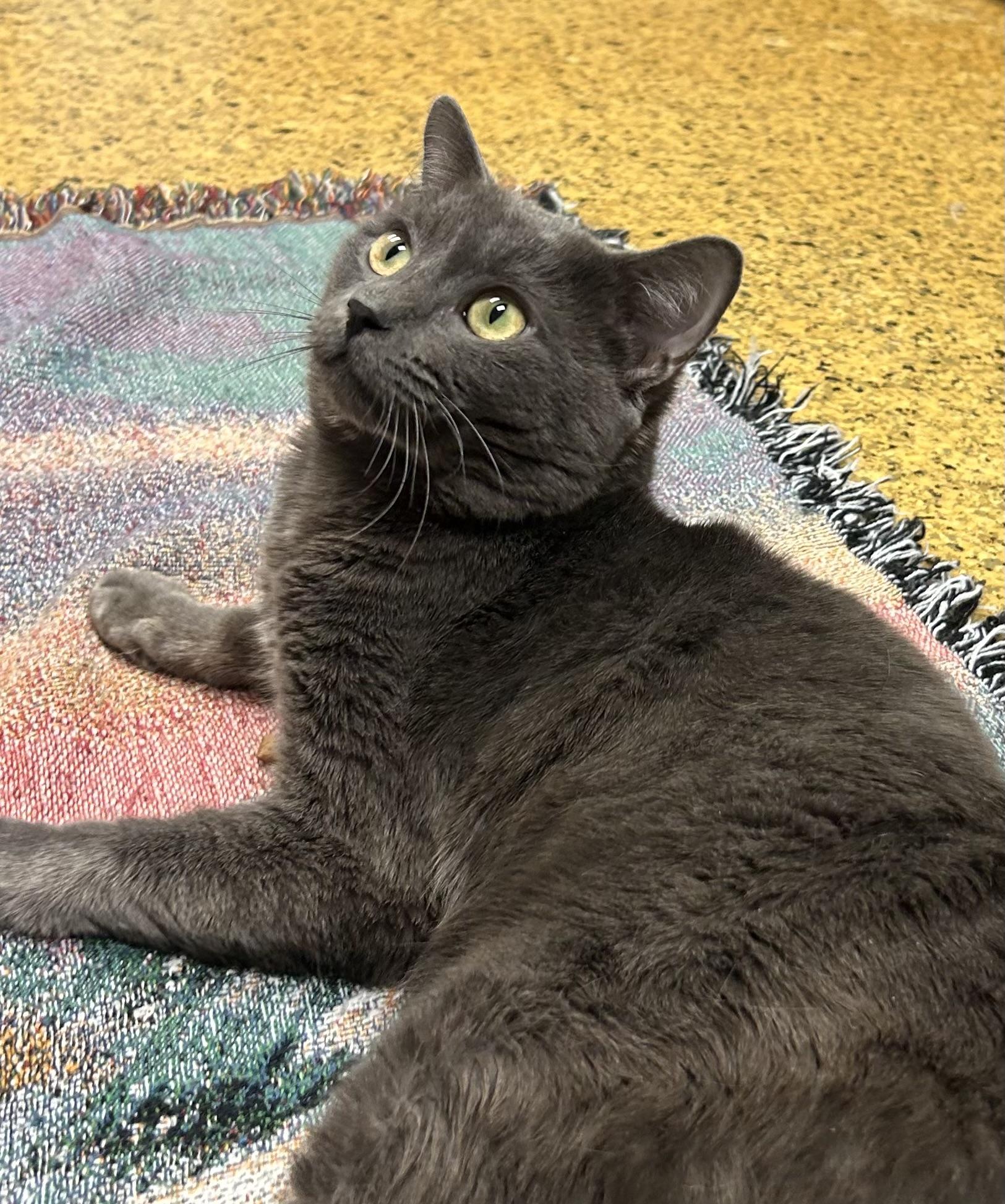 Todd, a Adoptable Domestic Short Hair in Toledo, OH image 1/3