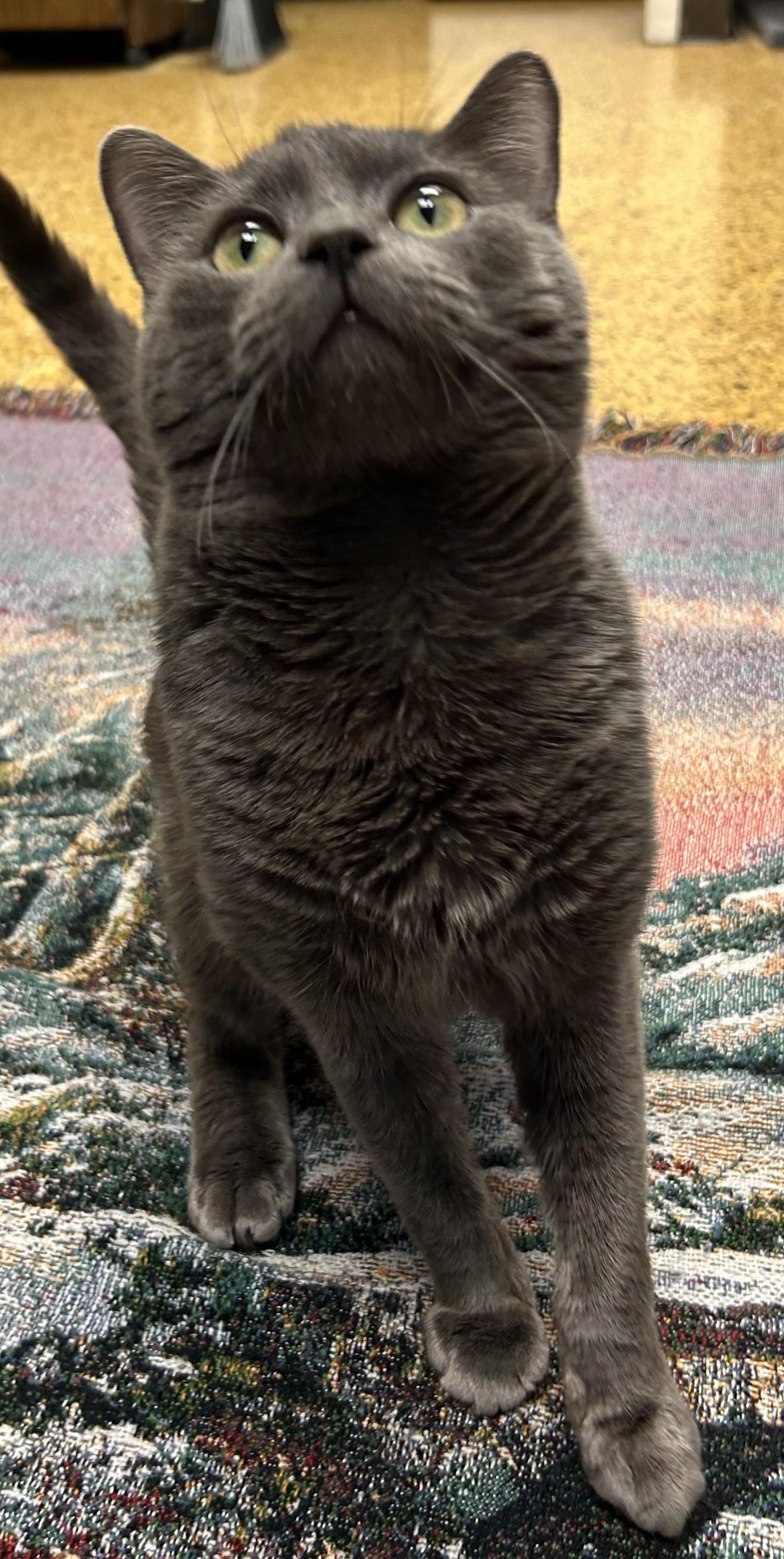 Todd, a Adoptable Domestic Short Hair in Toledo, OH image 3/3