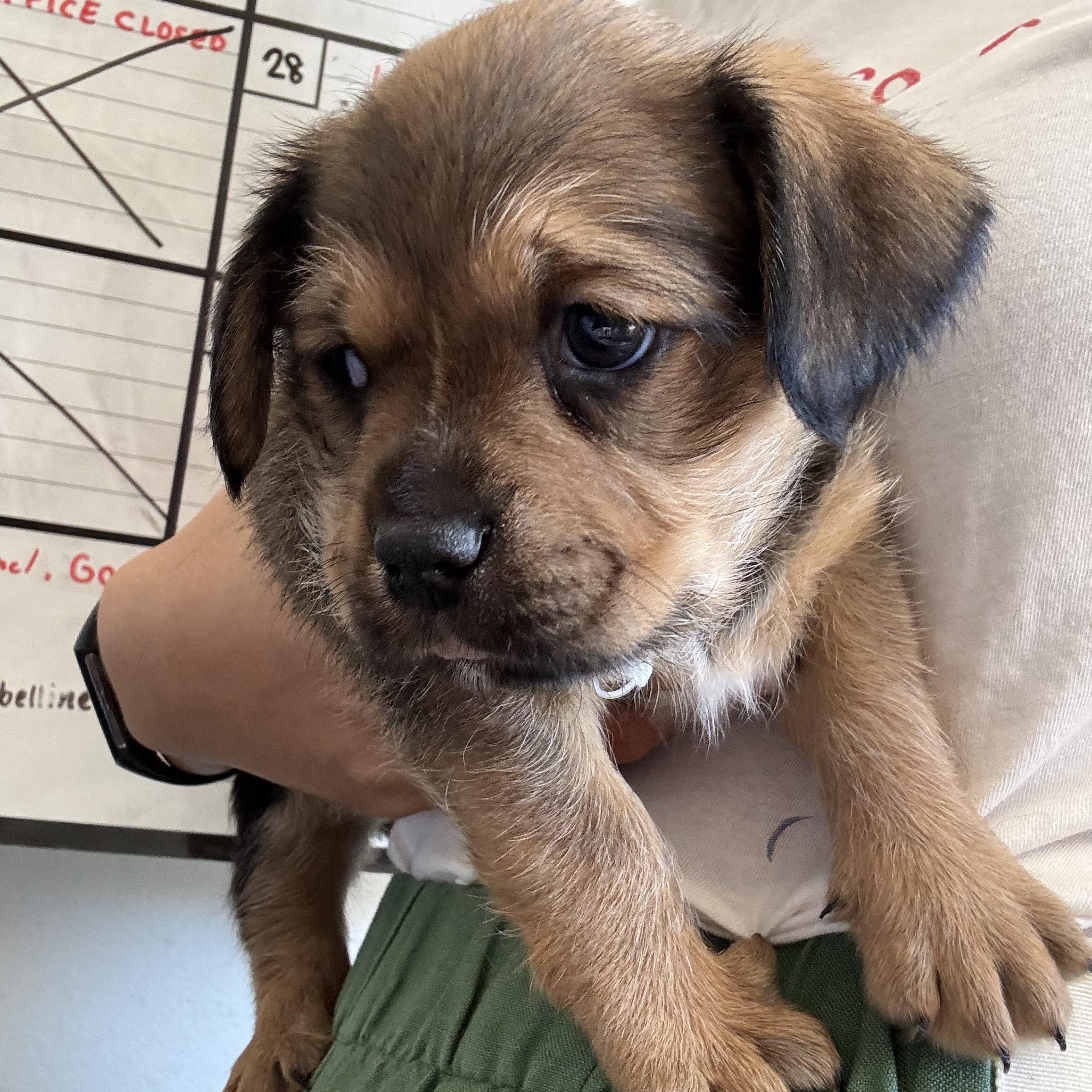 Enlarge Knight, a Adoptable mixed breed in West Hollywood, CA image 1/3
