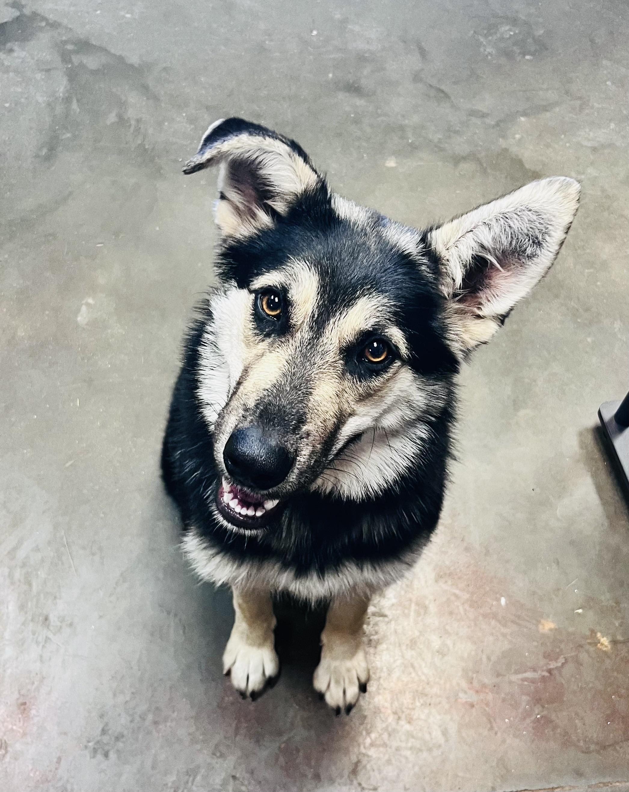 Enlarge Daisy, a ADOPTABLE mixed breed in Council Bluffs, IA image 1/1