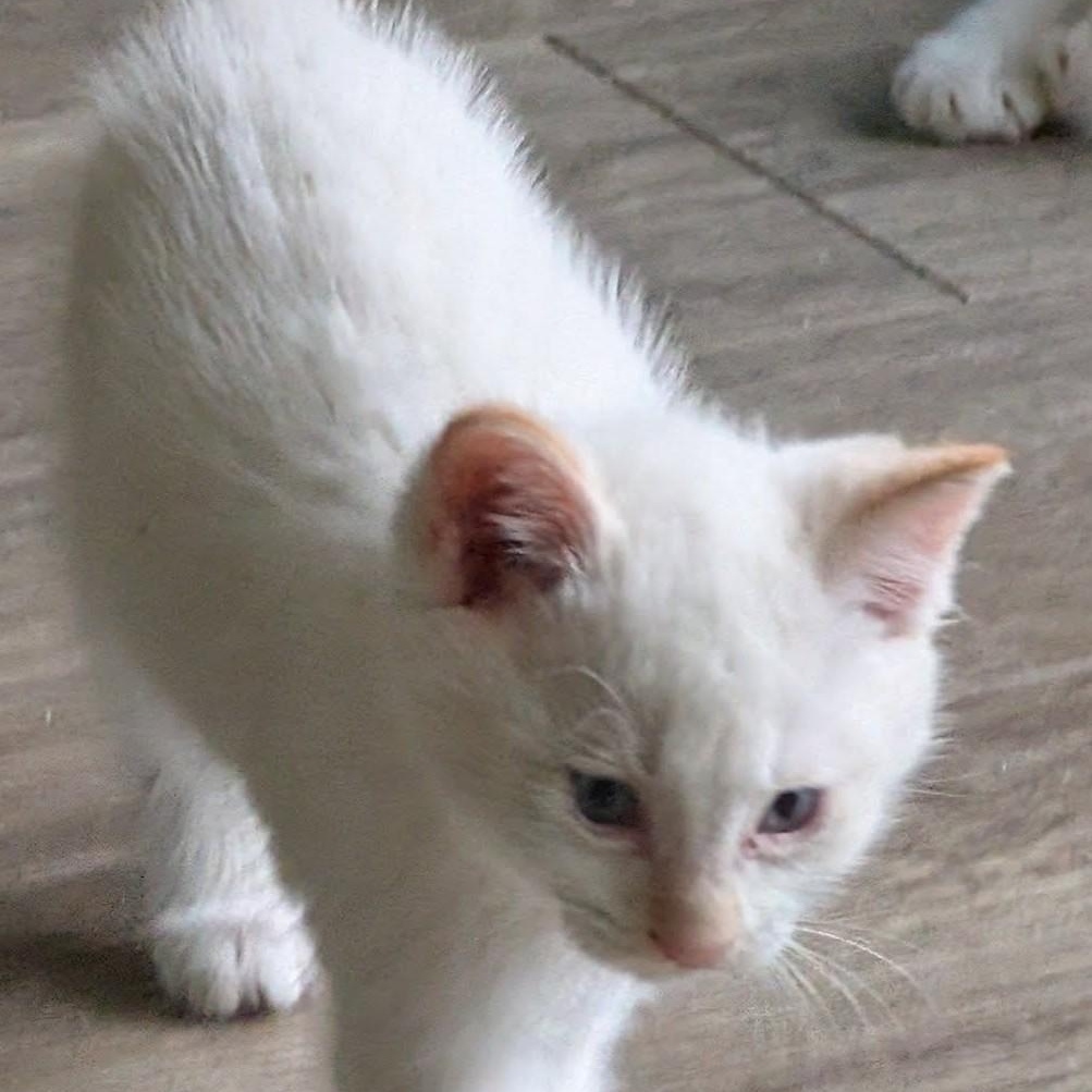 Apollo, an adoptable Siamese in Libby, MT, 59923 | Photo Image 1