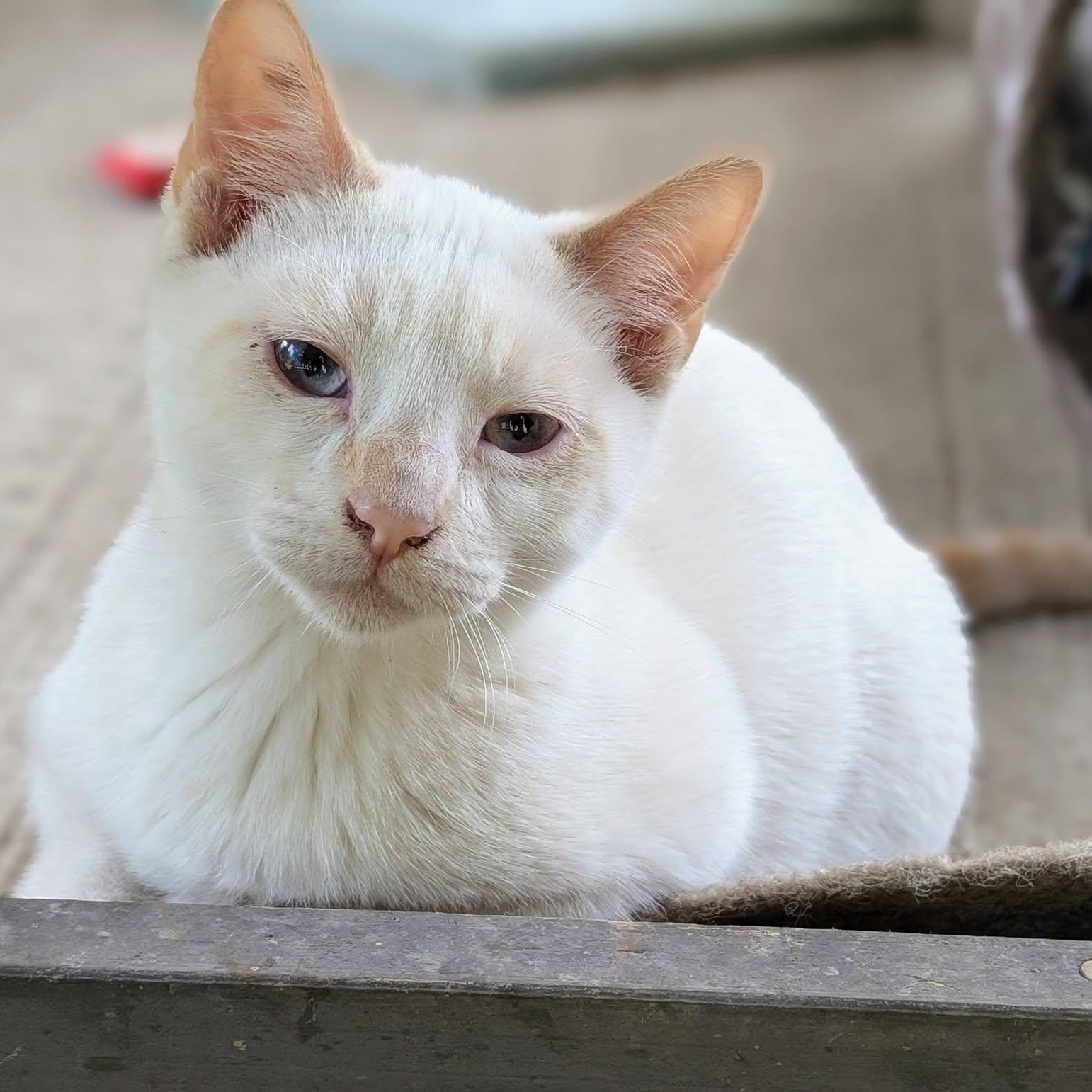 Ghost, an adoptable Siamese, Domestic Short Hair in Libby, MT, 59923 | Photo Image 1