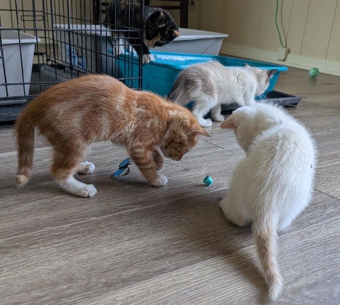 Apollo, an adoptable Siamese in Libby, MT, 59923 | Photo Image 2