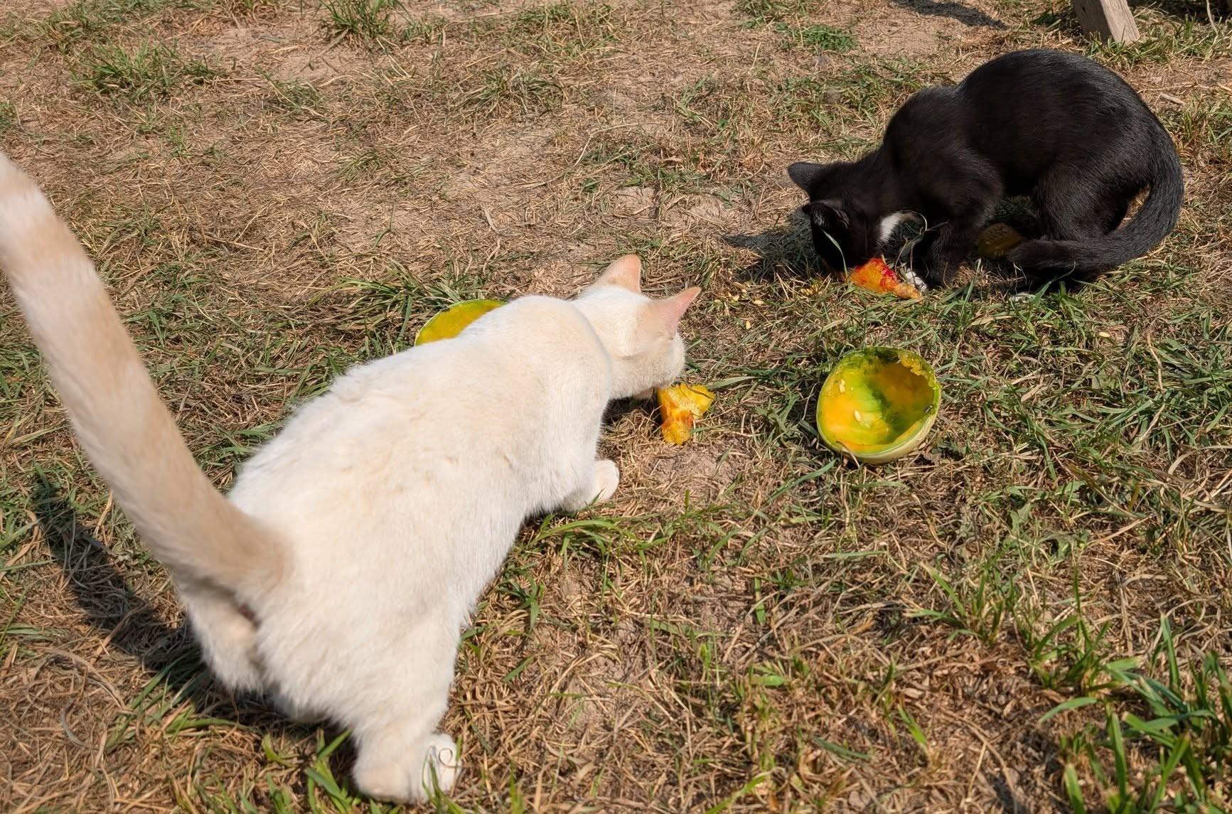 Ghost, a Adoptable mixed breed in Libby, MT image 5/6