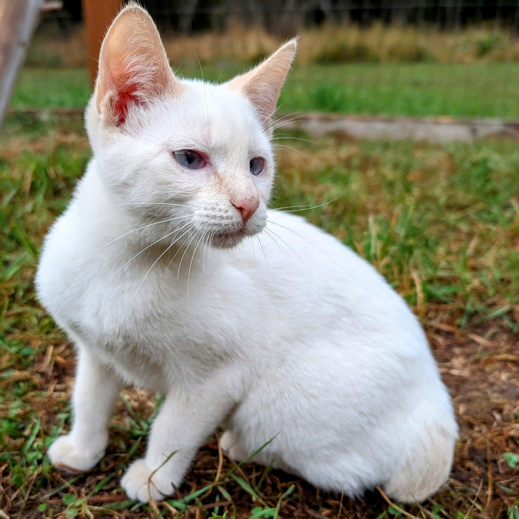 Ghost, an adoptable Siamese, Munchkin in Libby, MT, 59923 | Photo Image 3