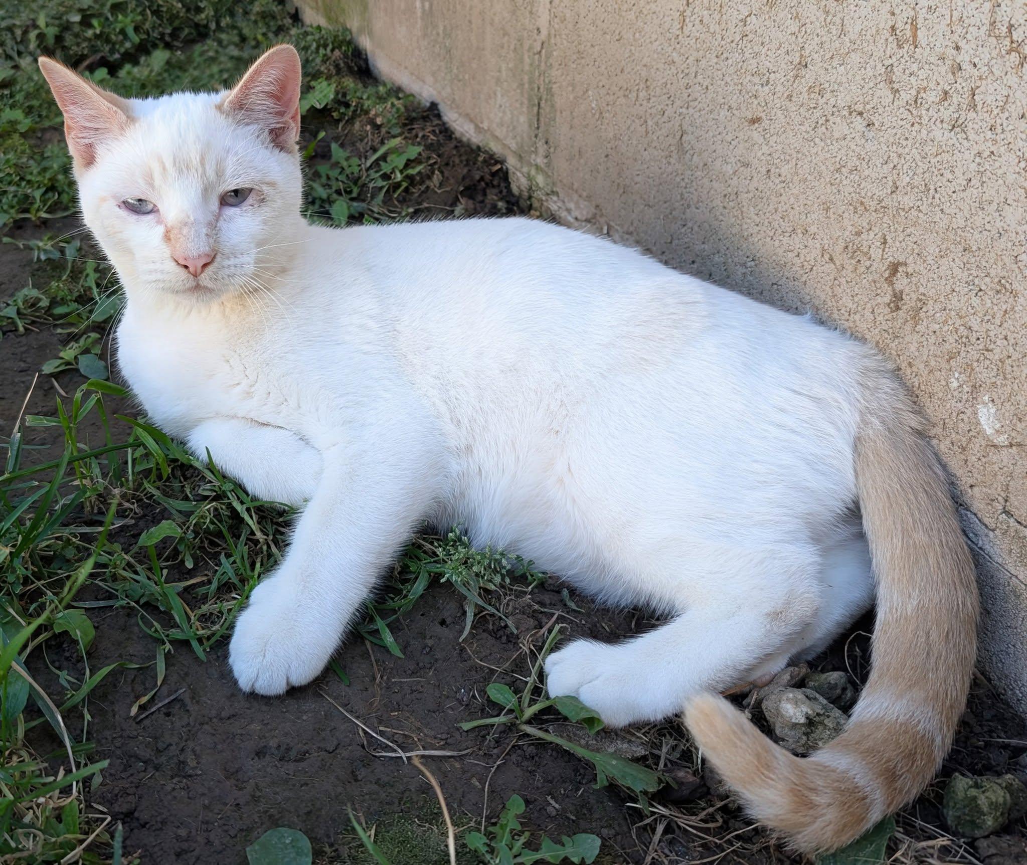Ghost, a Adoptable mixed breed in Libby, MT image 1/6