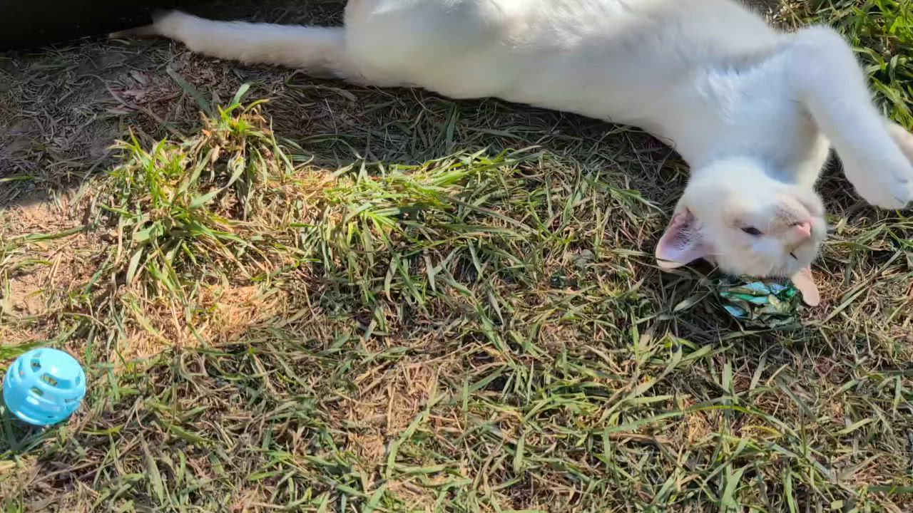 Enlarge Ghost, a Adoptable mixed breed in Libby, MT video 6/6