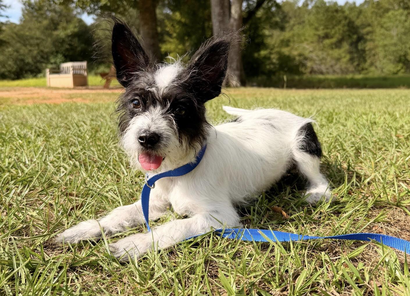 Dill Pickle. (AKA Dilly) VIDEO, Adopted, Puppy Female Maltese & Wirehaired Terrier.