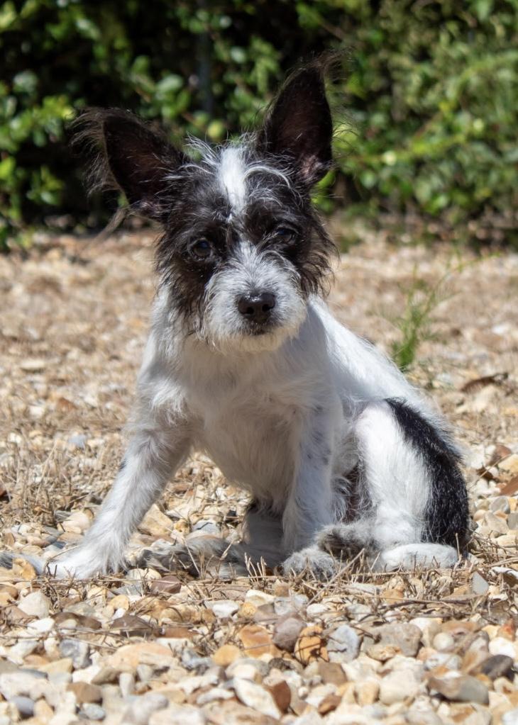 Enlarge Dill Pickle. (AKA Dilly) VIDEO, a Adopted mixed breed in Farmington, CT image 3/5
