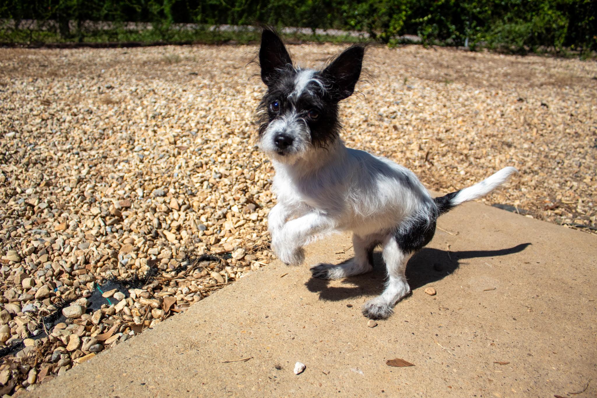 Enlarge Dill Pickle. (AKA Dilly) VIDEO, a Adopted mixed breed in Farmington, CT image 5/5