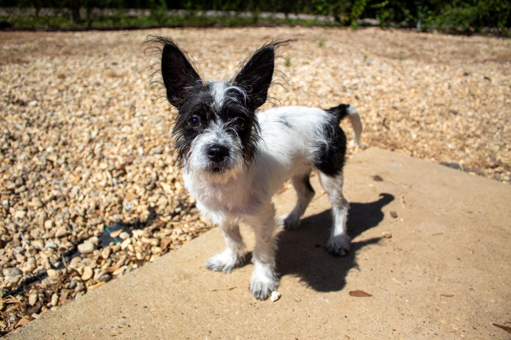 Enlarge Dill Pickle. (AKA Dilly) VIDEO, a Adopted mixed breed in Farmington, CT image 4/5