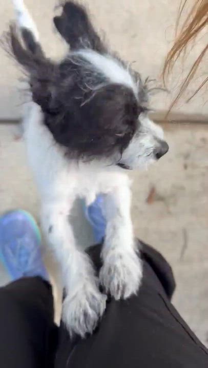 Enlarge Dill Pickle. (AKA Dilly) VIDEO, a Adopted mixed breed in Farmington, CT video 2/5