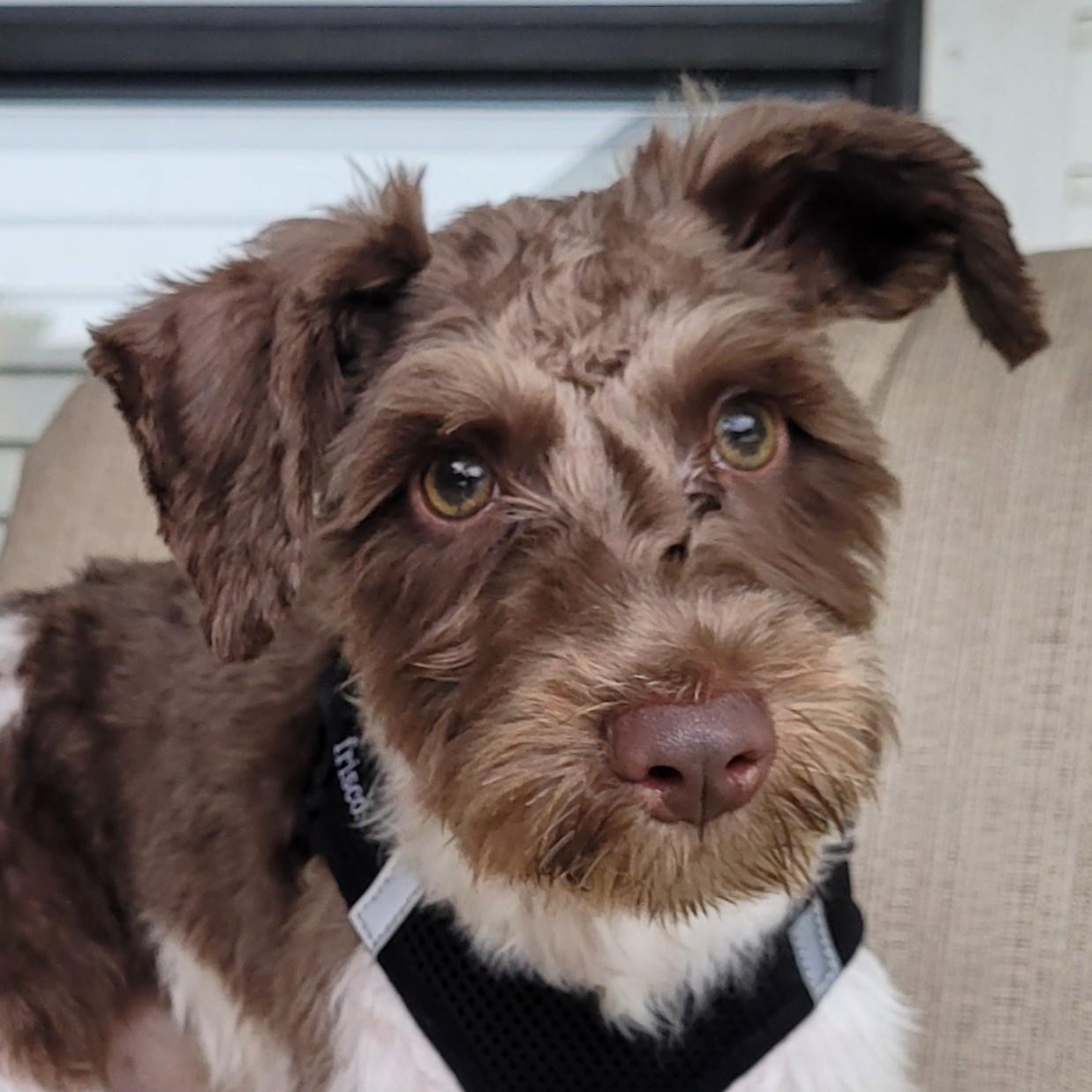 Kaido 2038, adopted, Puppy Male Miniature Schnauzer.