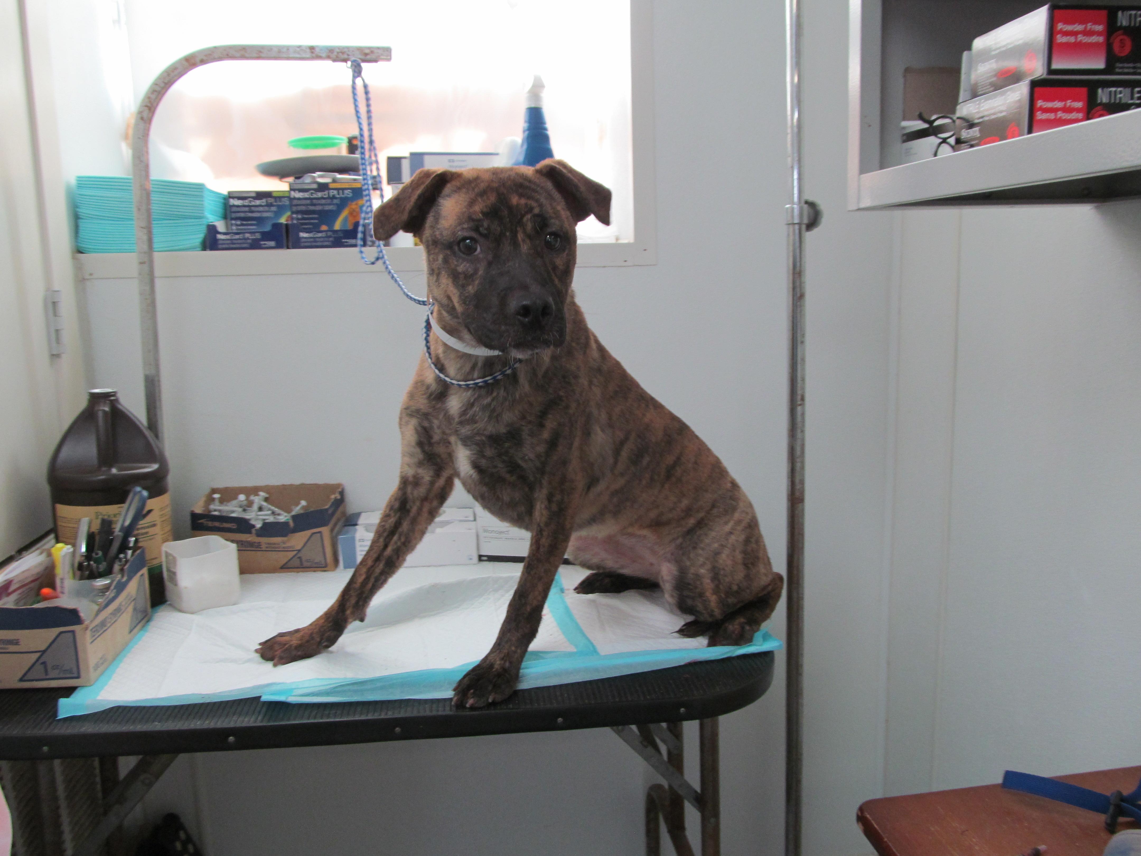 Louise, Adopted, Adult Female Labrador Retriever.