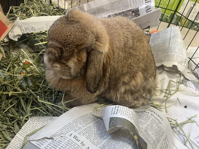 NIDOKING, Adoptable, Young Male Bunny Rabbit.