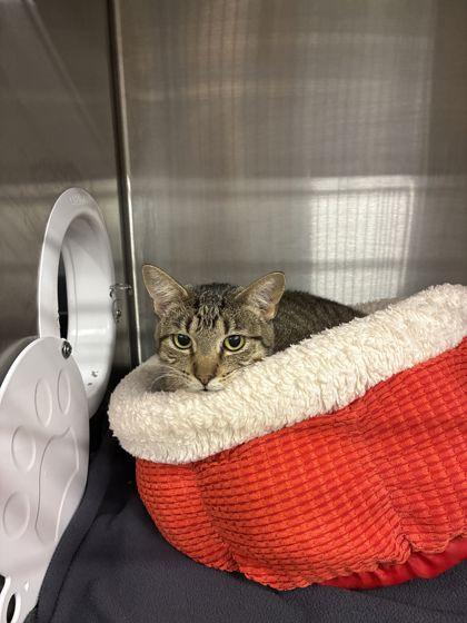 Maggie, Adoptable, Adult Female Domestic Short Hair & Domestic Short Hair.