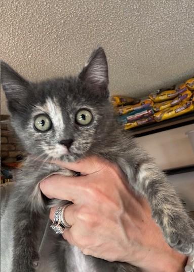 Enlarge Janice, a Adoptable Domestic Short Hair in Hutchinson, MN image 2/2