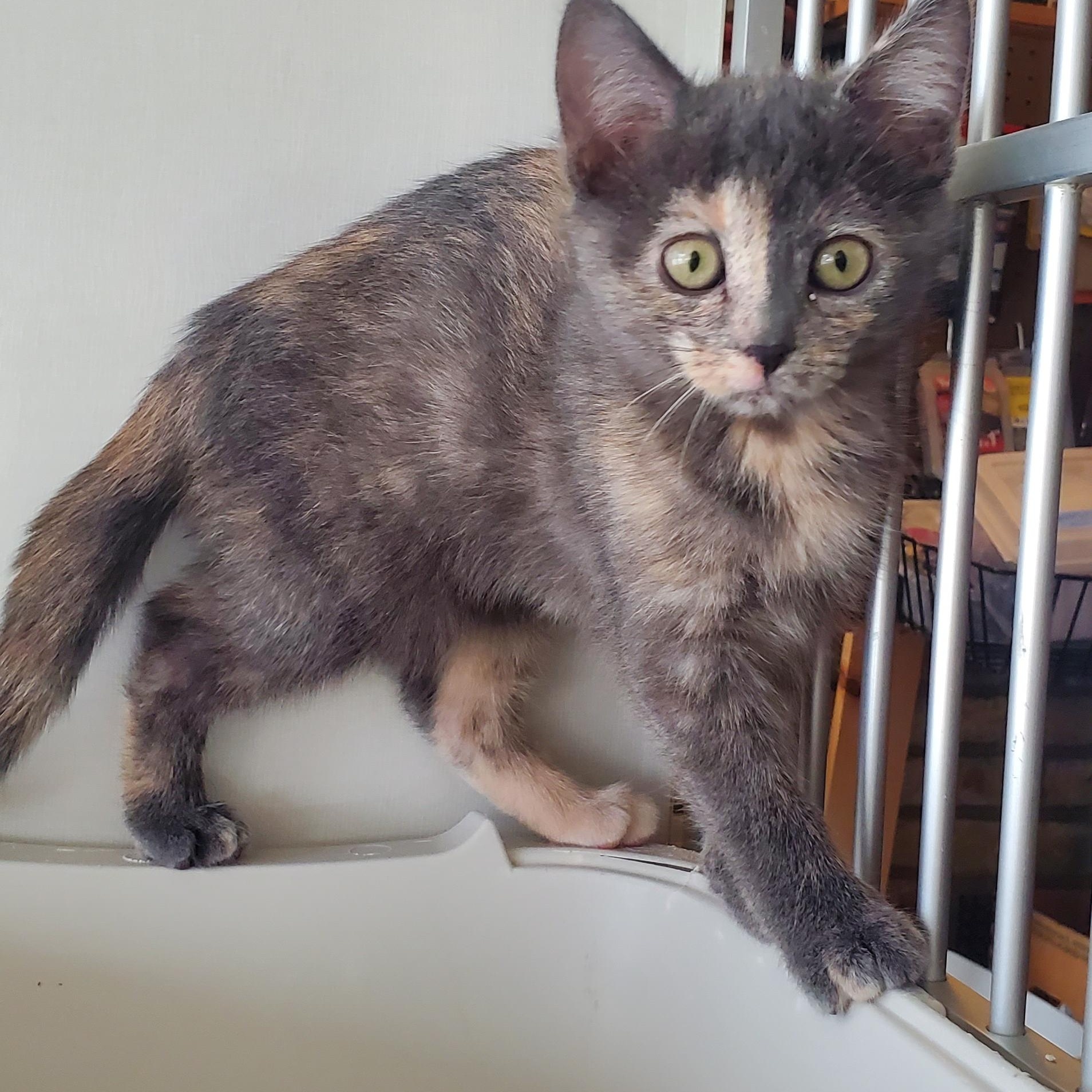 Enlarge Janice, a Adoptable Domestic Short Hair in Hutchinson, MN image 1/2