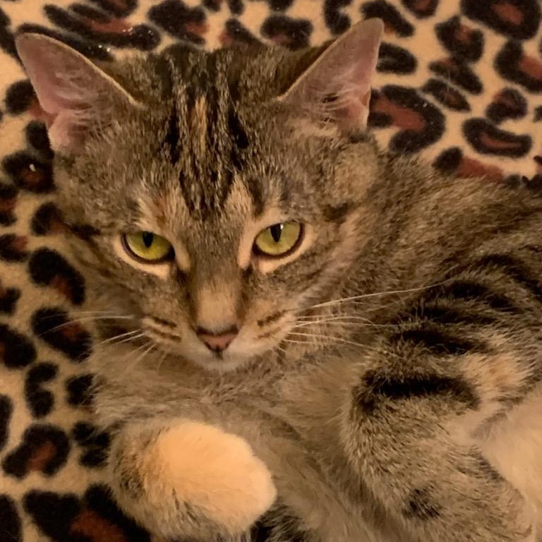 Enlarge Cookie, a Adoptable mixed breed in Magnolia, TX image 3/4