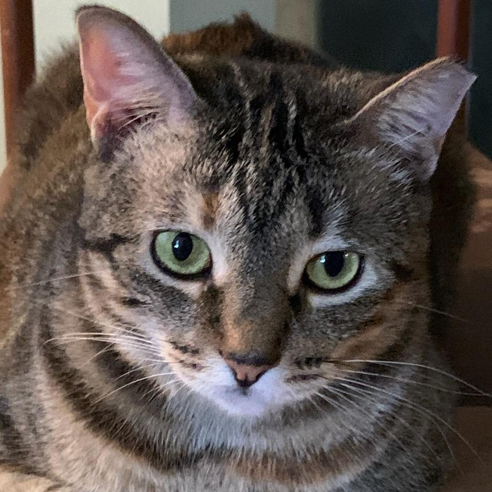 Enlarge Cookie, a Adoptable mixed breed in Magnolia, TX image 1/4