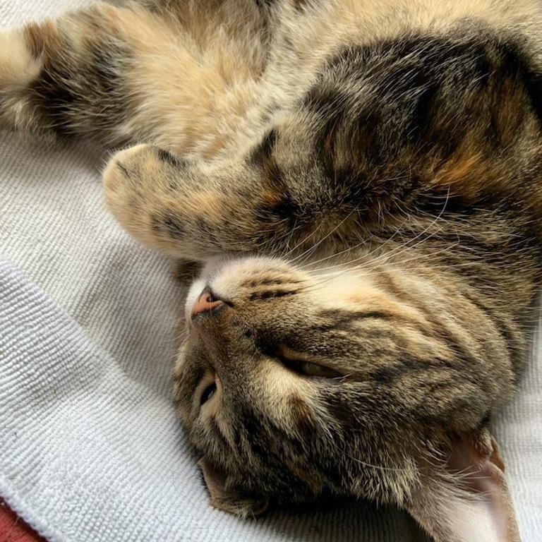 Cookie, Adoptable, Young Female Tabby & Domestic Short Hair.