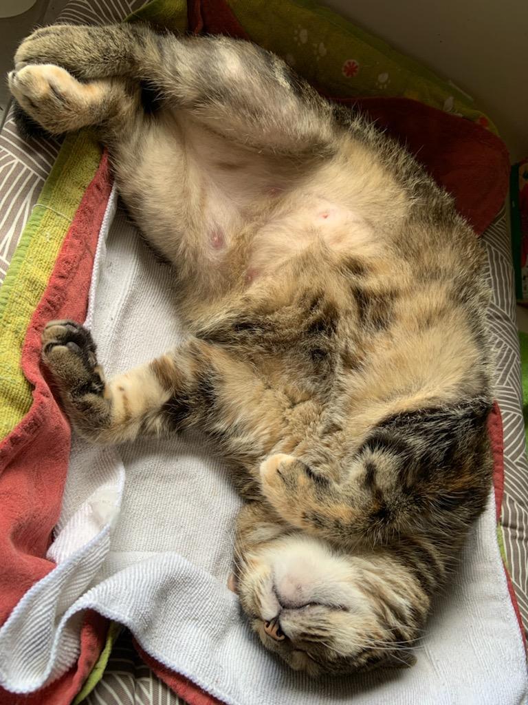 Enlarge Cookie, a Adoptable mixed breed in Magnolia, TX image 4/4