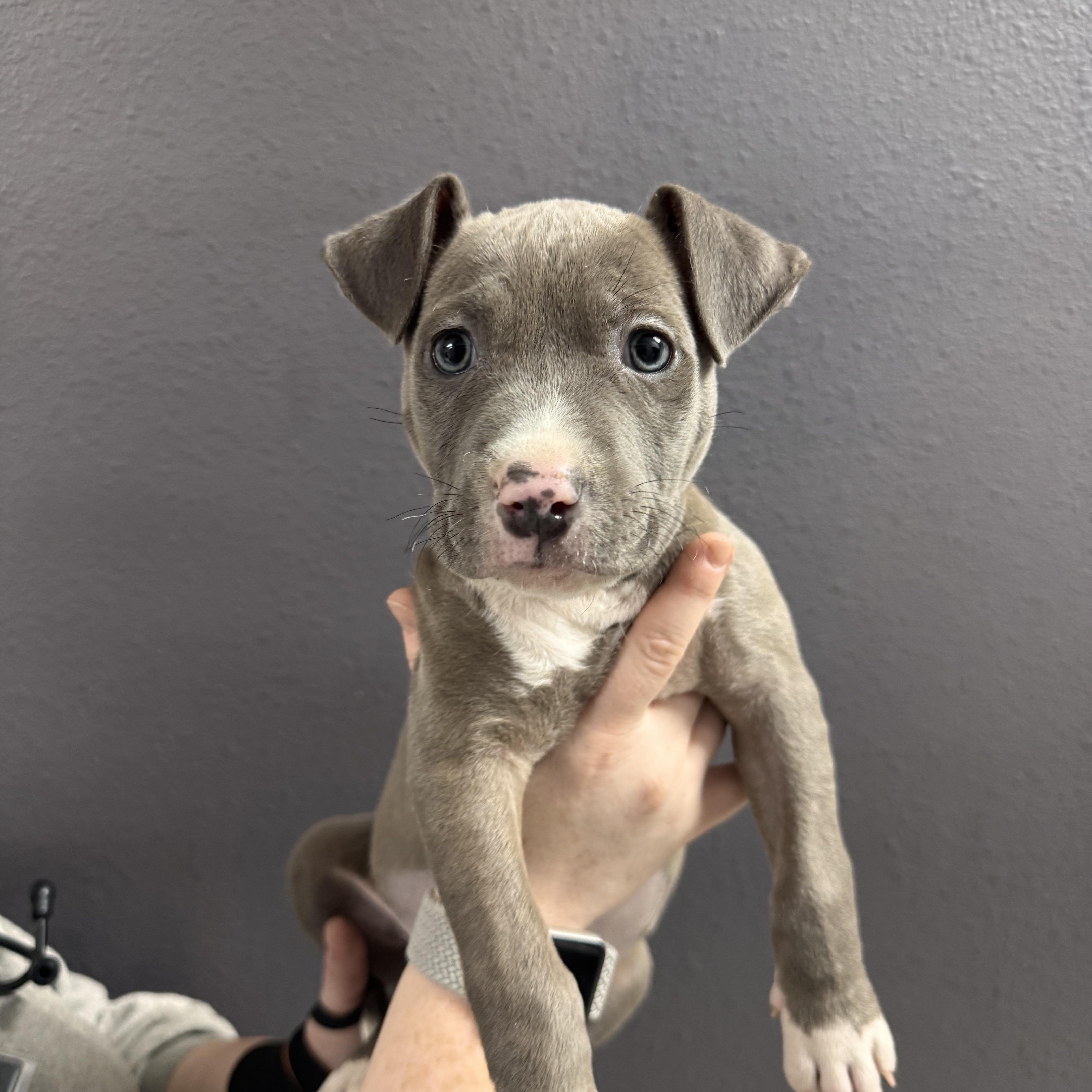 Snow , ADOPTABLE, Puppy Female Pit Bull Terrier.