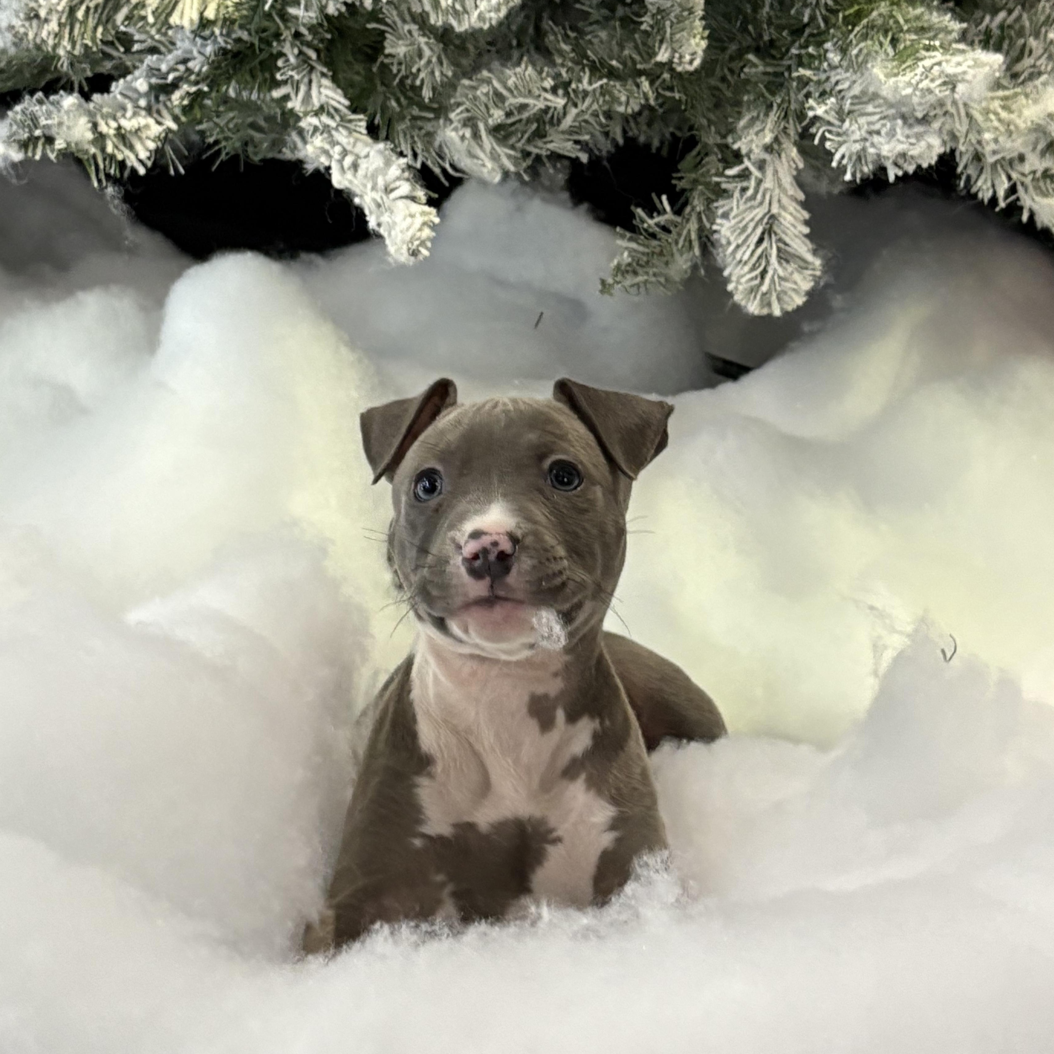 Enlarge Snow , a ADOPTABLE mixed breed in Henderson, NV image 2/2