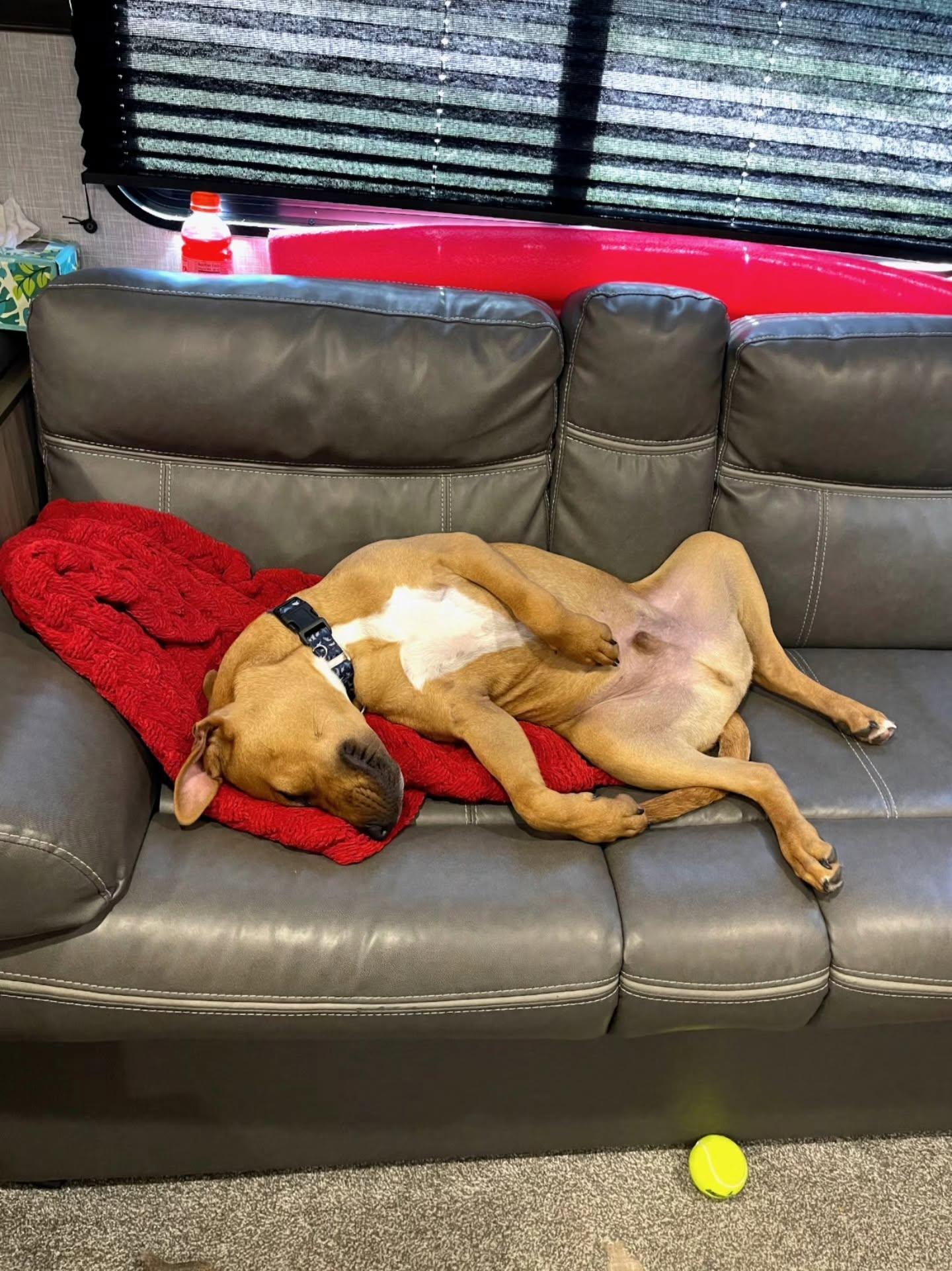 Enlarge Alfie, a Adoptable mixed breed in Gainesville, VA image 6/6