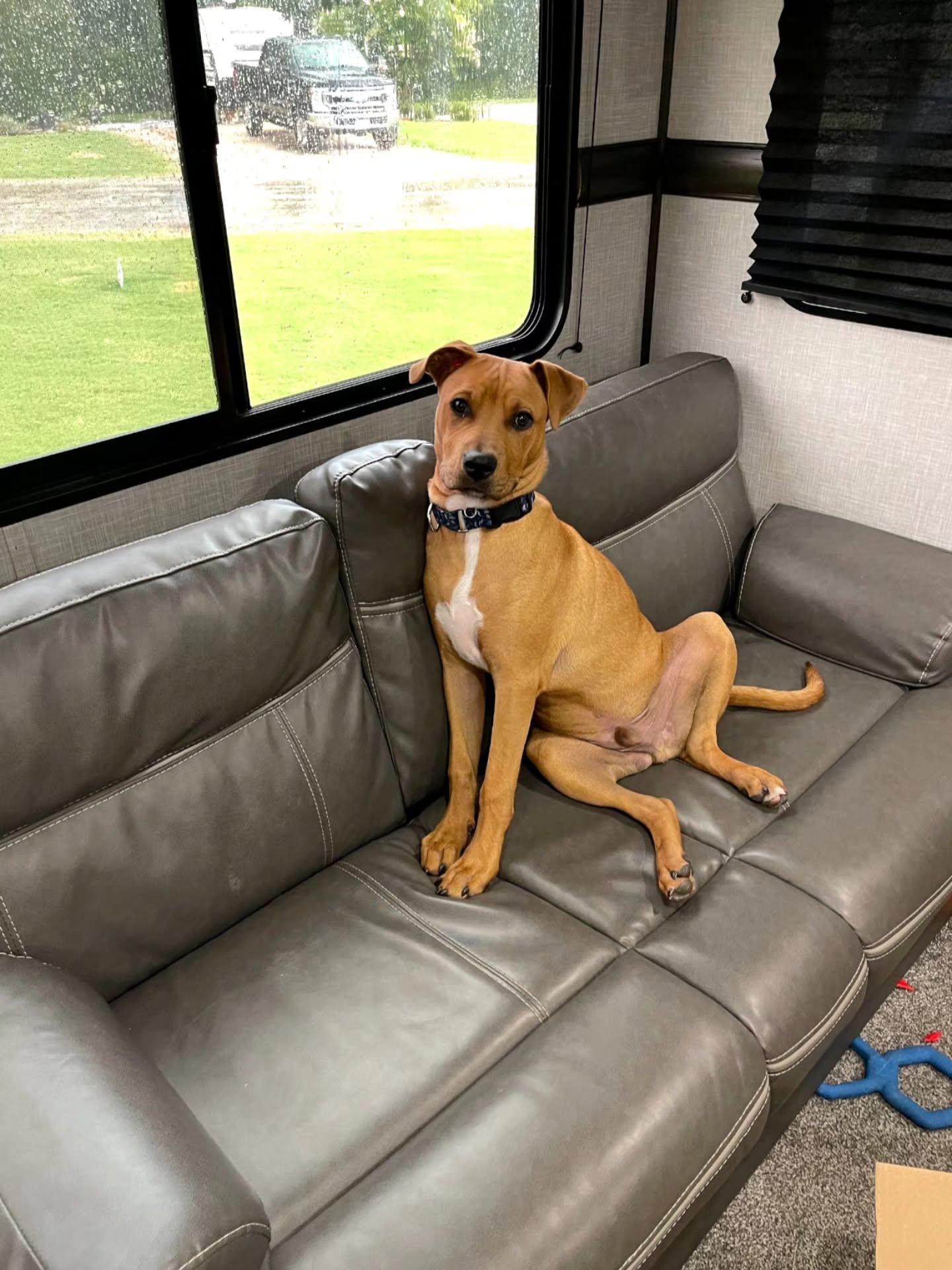 Enlarge Alfie, a Adoptable mixed breed in Gainesville, VA image 1/6