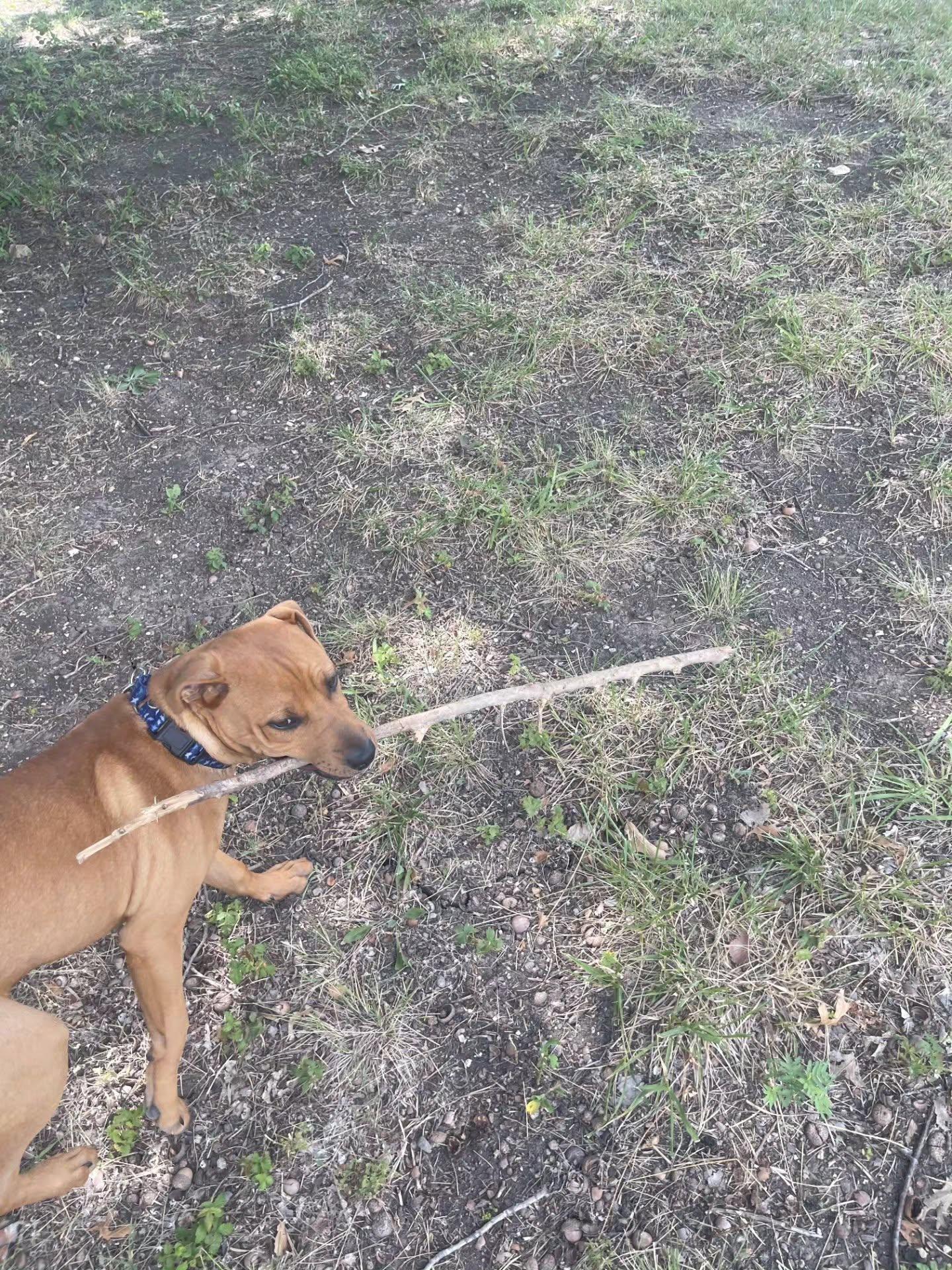 Enlarge Alfie, a Adoptable mixed breed in Gainesville, VA image 5/6