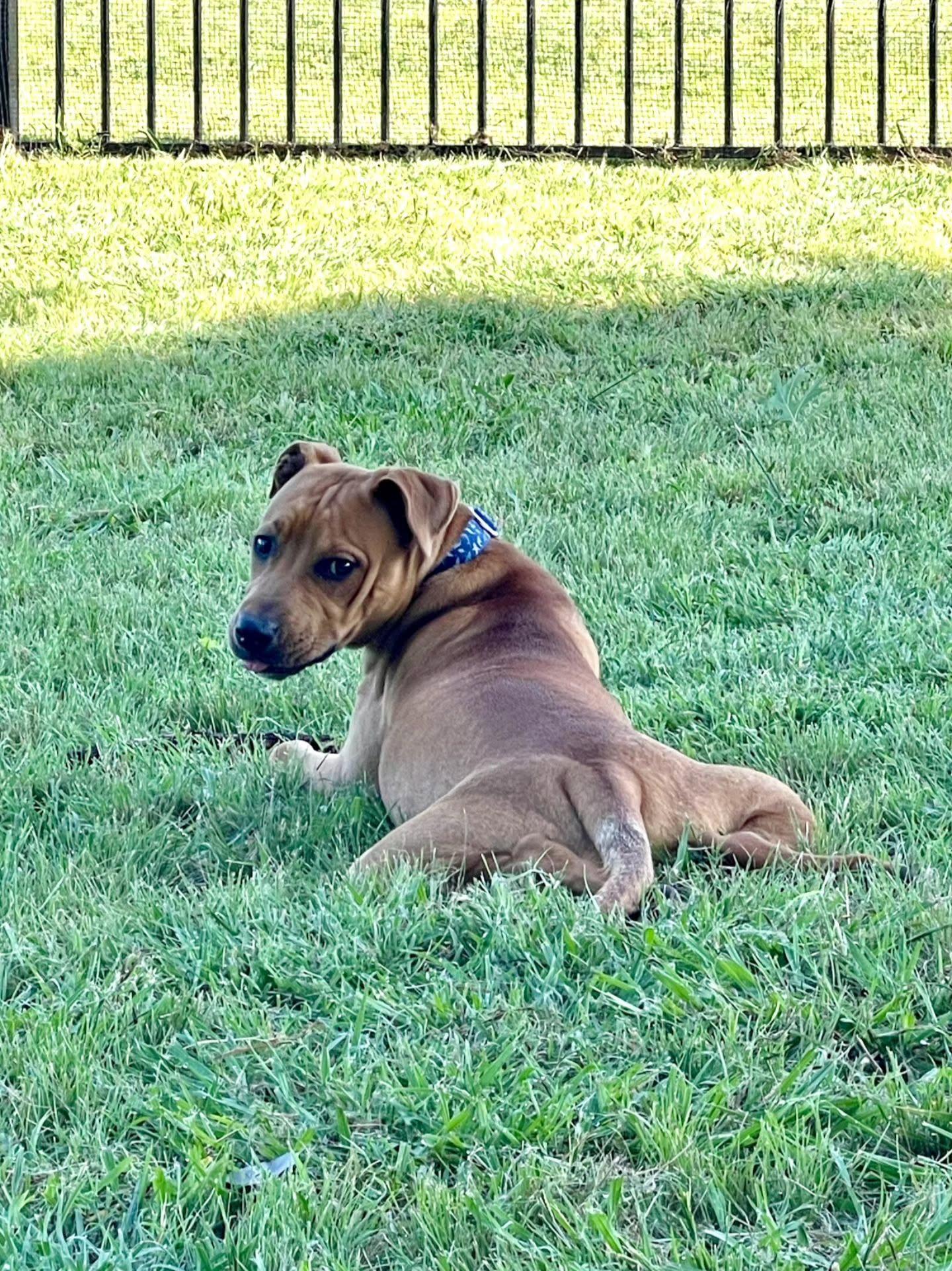 Enlarge Alfie, a Adoptable mixed breed in Gainesville, VA image 2/6