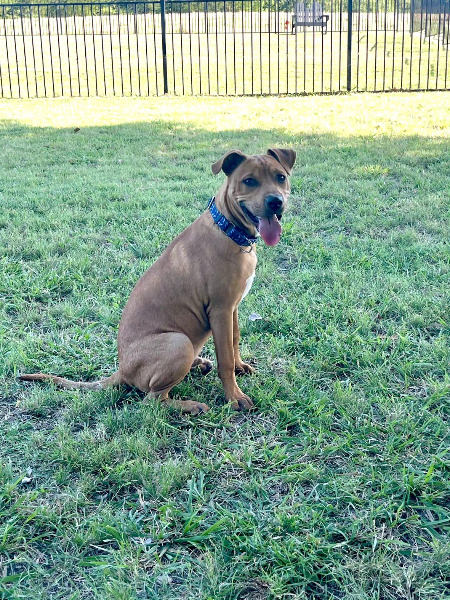 Enlarge Alfie, a Adoptable mixed breed in Gainesville, VA image 3/6