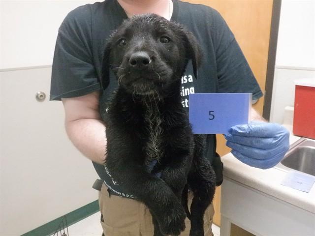 Enlarge DAFFY, a Adoptable mixed breed in Oroville, CA image 1/1