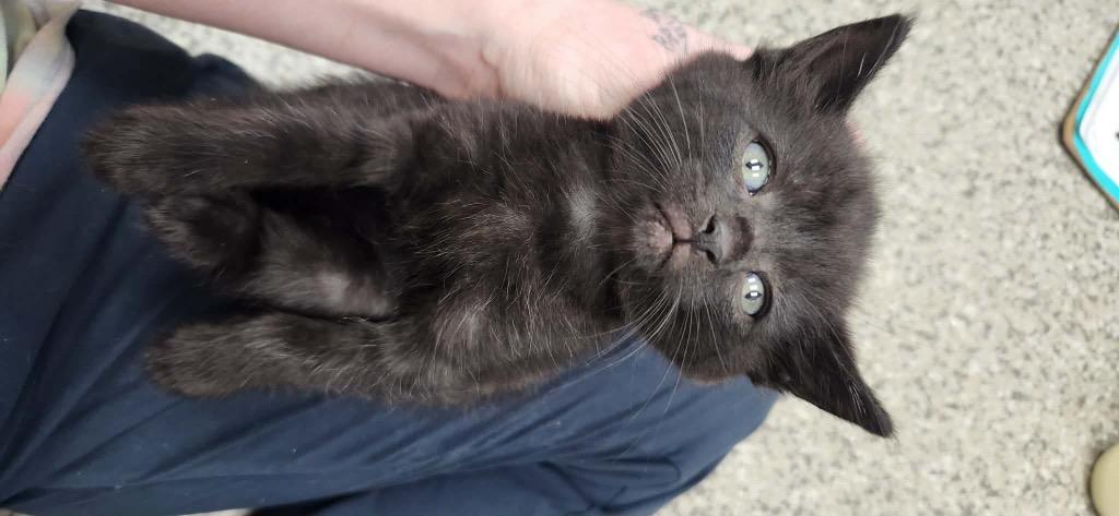 Enlarge Firethorn, a Adoptable American Shorthair in Van Wert, OH image 1/1