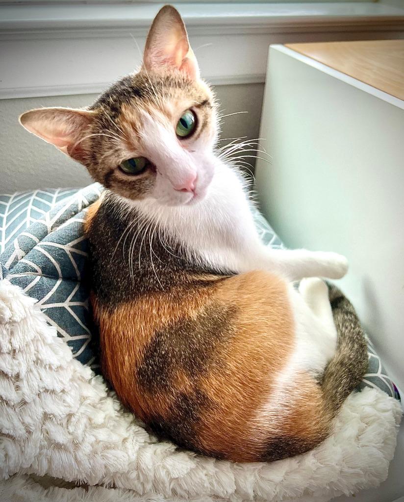 Mom "Freyja, Adopted, Young Female Calico & Domestic Short Hair.