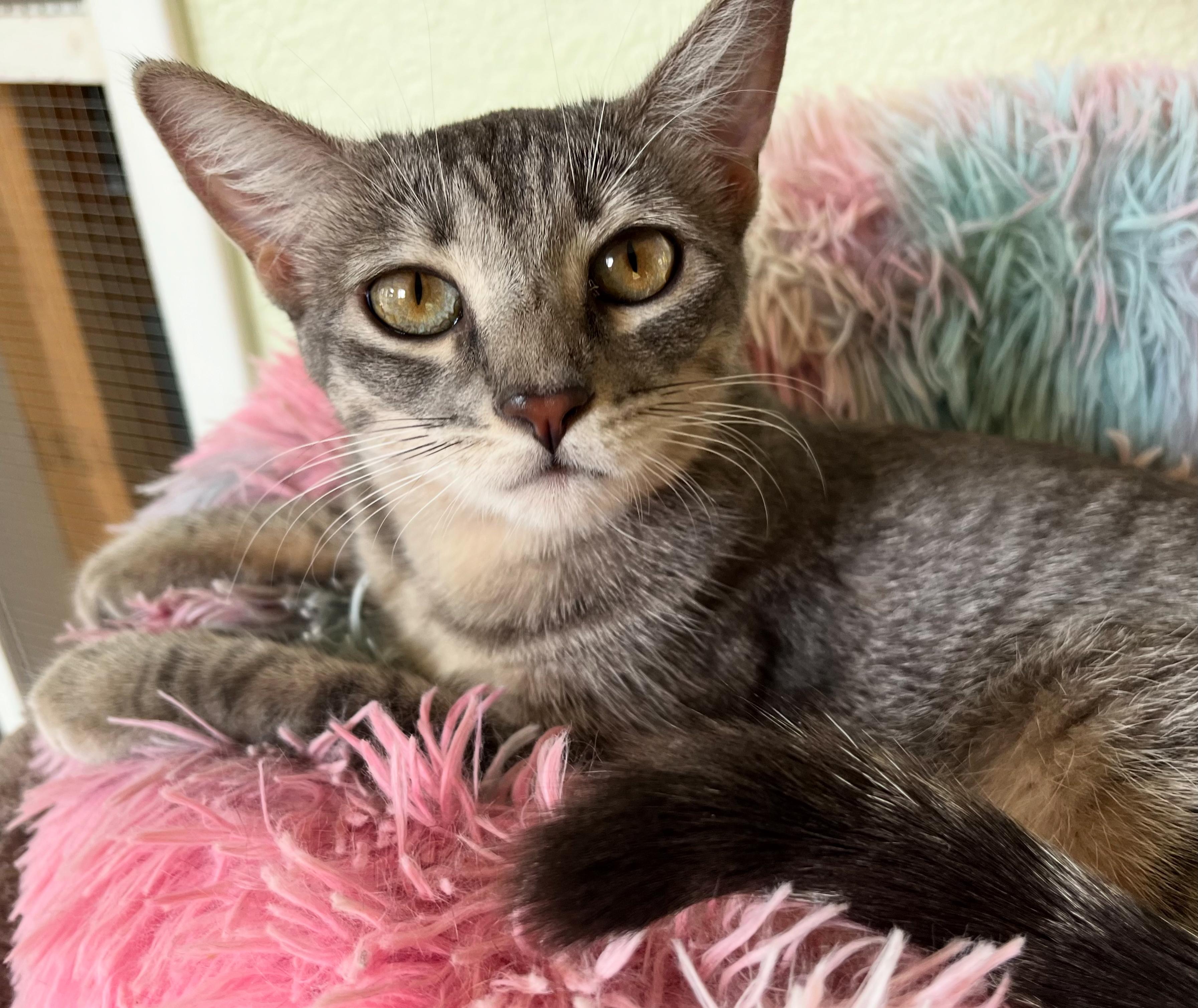 Enlarge Olivia, a Adoptable mixed breed in Prescott, AZ image 1/3