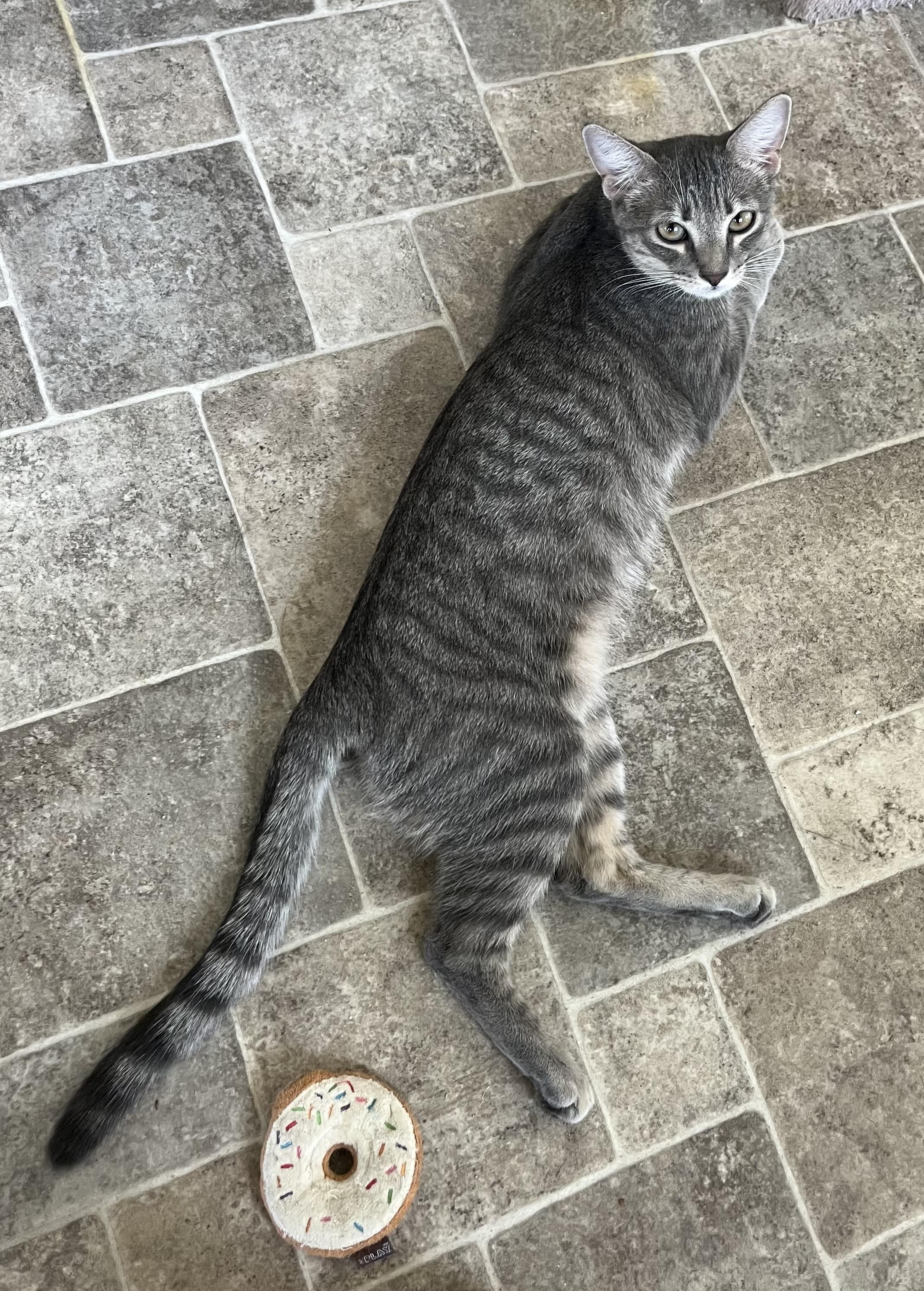 Enlarge Olivia, a Adoptable mixed breed in Prescott, AZ image 2/3